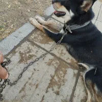 سـگ
