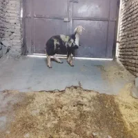 بره قوچ درجه  یک پلنگی