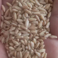 گندم بذری سرداری