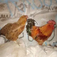 مرغ خروس