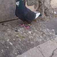 نرسیاه پلنگ ـ نر شیرازی کلایی