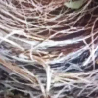 قناری آواز خون
