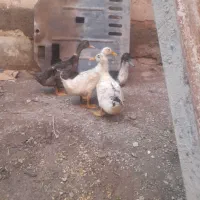 اردک ۵ ماهه