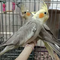 عروس هلندی، کاملا دستی و رام تازه دون خور شده