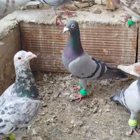 کفتر آلمانی و یا سار سرور