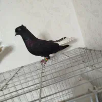 جفت اشعل