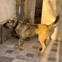 الابای ۱۸ ماهه نگهبان