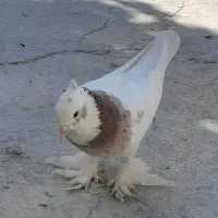 سلام ،کبوتر طوقی وکله سیاه شهرستان کوار