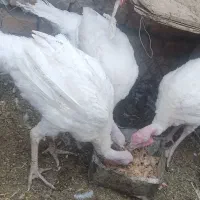 بوقلمون