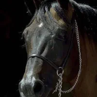 معاوضه کره اسب