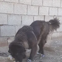 واگذاری سگ لاس