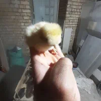 جوجه کاکولی و گردن لخت سلطان