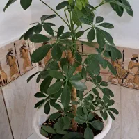 تعدادی گل زیبا