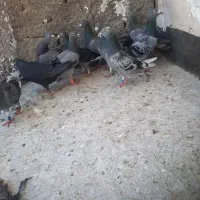 ۱۰تا سبز پولکی قره المانی