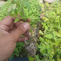 نشا گوجه دانه ای ۲ هزار تومن