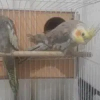 یه جفت عروس هلندی مولد