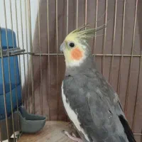 جفت مولد عروس هلندی