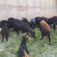 میش بره