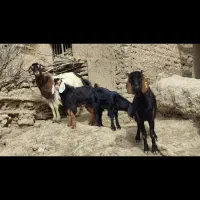 3بز زاییده بزغاله نر