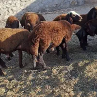 بره نر