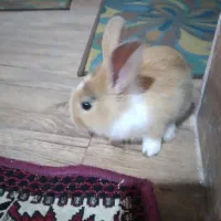 خرگوش