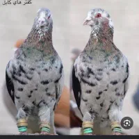 کبوتران رنگی بم