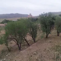 زمین ۳۱۰ متر وشنوه معاوضه