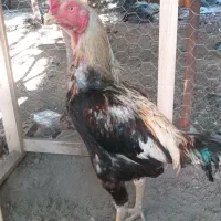 یک دونی خروس لاری