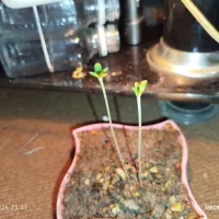 گیاه نایاب