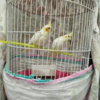 عروس هلندی