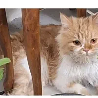 گربه|گربه|مشهد, سیس‌آباد|دیوار