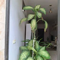 گل دیفن باخیا