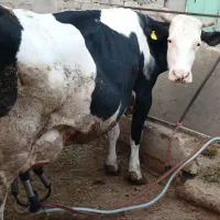 گاوشیری مونت