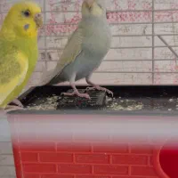 مرغ عشق سالم و سر حال