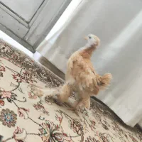 نیم چه مرغ برهما