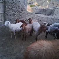 فروش گوسفند هترو و همو و معمولی