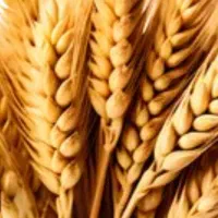 گندم فروشی