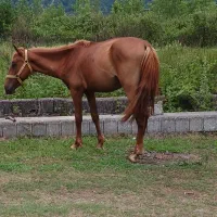 کره اسب