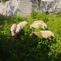 بره فروش