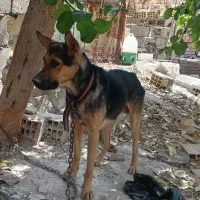 سک نژاد دار دهن پاک نگهبان