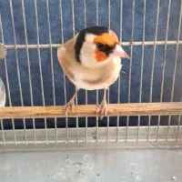 سهره نرو ماده