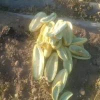 پوست خربزه مخصوص گاو داری