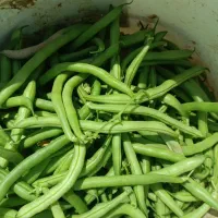 لوبیاسبز