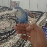 طوطی برزیلی نر
