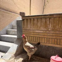 مرغ تخم گذار