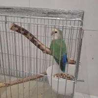 طوطی برزیلی نر دو عدد