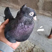 ۶ عدد کفتر رنگی