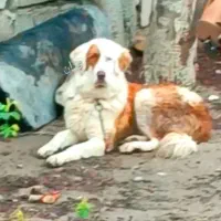 سگ گله و بیابونی