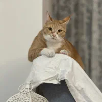 گربه ی عقیم شده