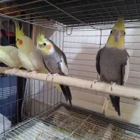 عروس هلندی
